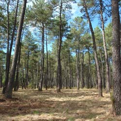 Oramento de propriedade florestal